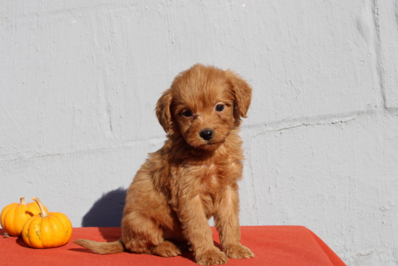 puppy, for, sale, Mini Goldendoodle F1, Matthew B. Stoltzfus, dog, breeder, Gap, PA, dog-breeder, puppy-for-sale, forsale, nearby, find, puppyfind, locator, puppylocator, aca